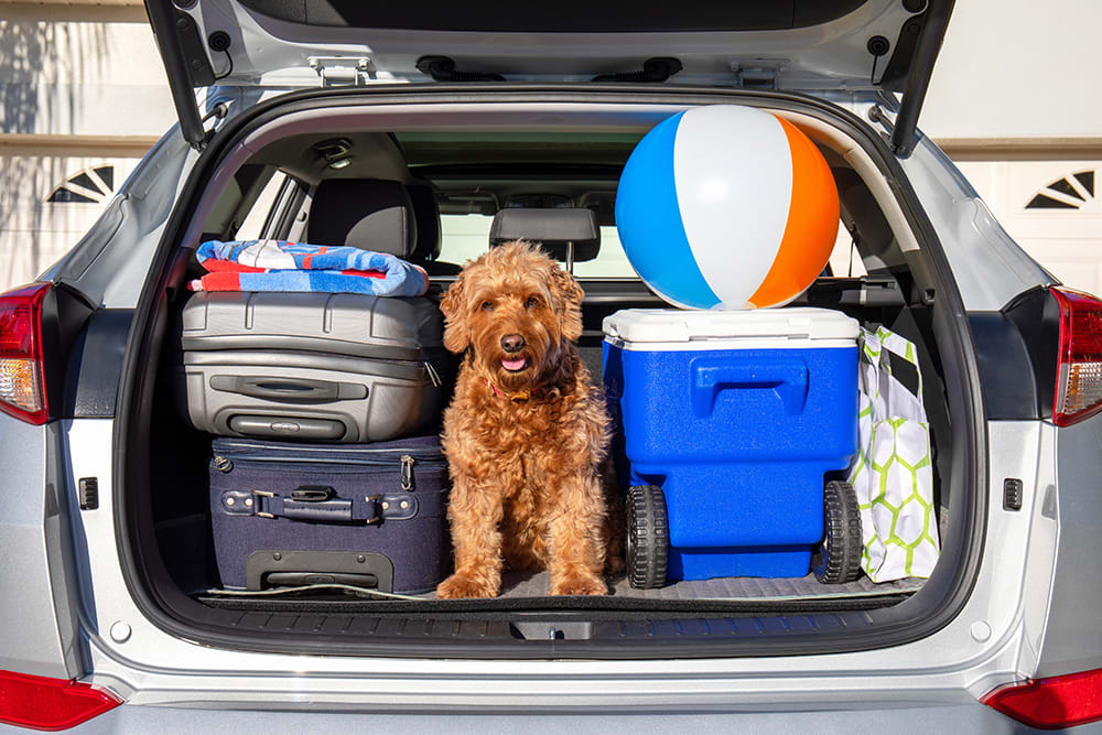 Dog sitting patiently in car that is packed up and ready for a road trip.