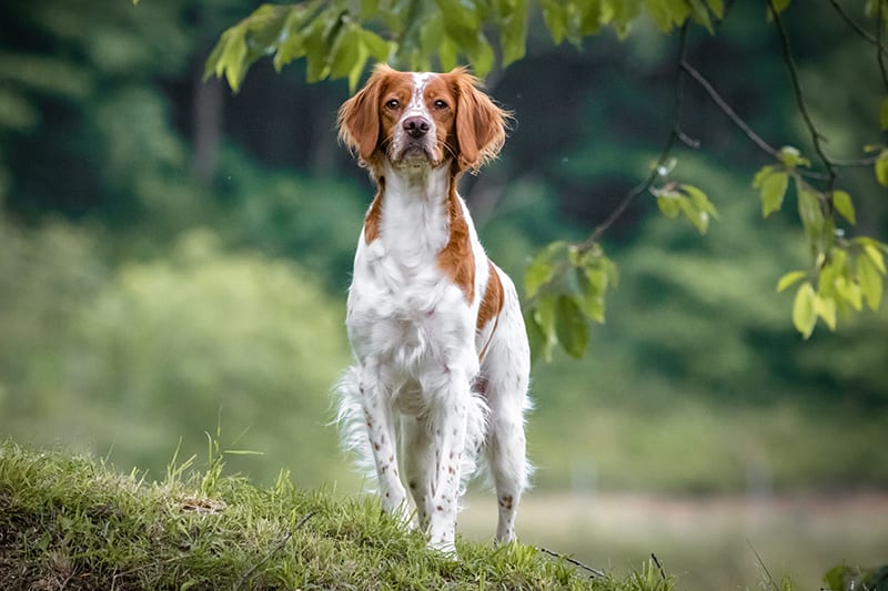 Symptoms of common tick borne illnesses seen in dogs and how they are treated, Memphis Vet