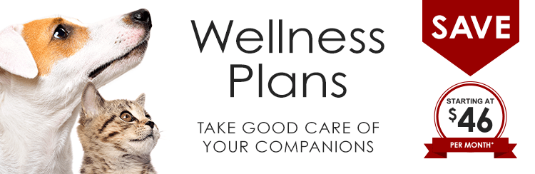 Pet Wellness Plans in Bartlett, Tennessee